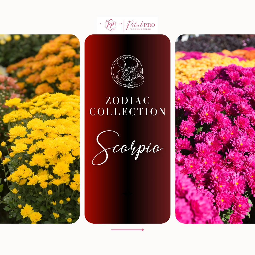 Zodiac Collection: Scorpio