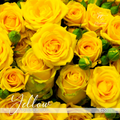 Yellow Flower Day - Rose Bouquet