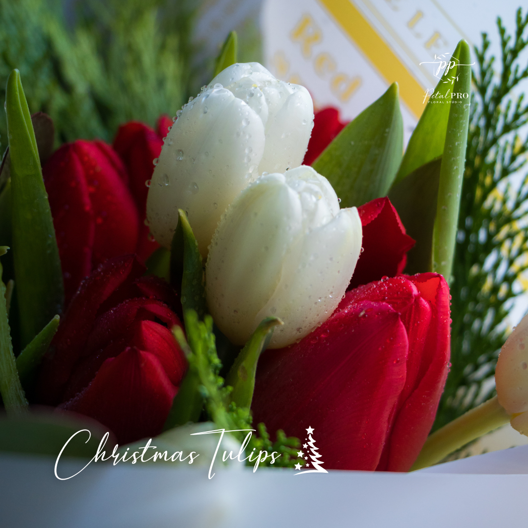 Christmas Tulips