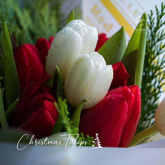 Christmas Tulips