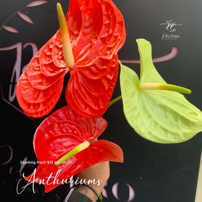 Premium Anthuriums