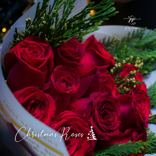Christmas Roses