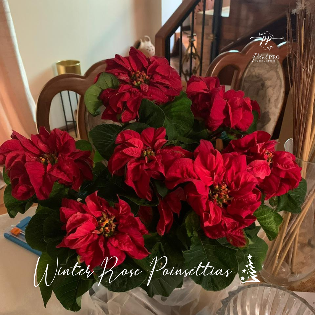 Winter Rose Poinsettias from Ayya's Tropical