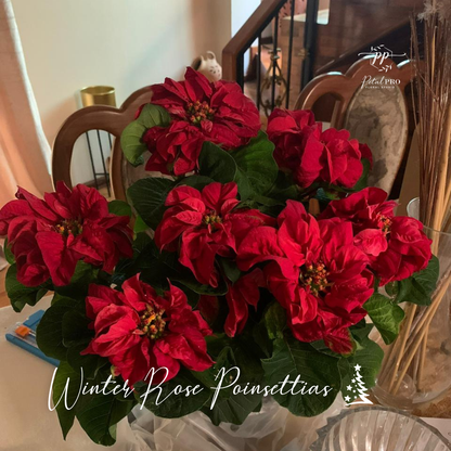 Winter Rose Poinsettias from Ayya's Tropical