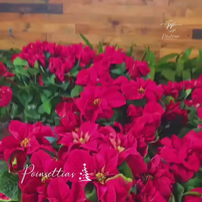 Winter Rose Poinsettias from Ayya's Tropical