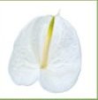 Premium Anthuriums