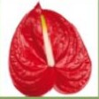 Premium Anthuriums