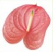 Premium Anthuriums