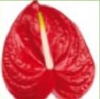 Premium Anthuriums